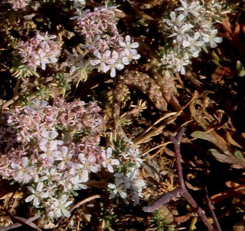 Frankenia cfr. hirsuta (Caryophyllales - Frankeniaceae)